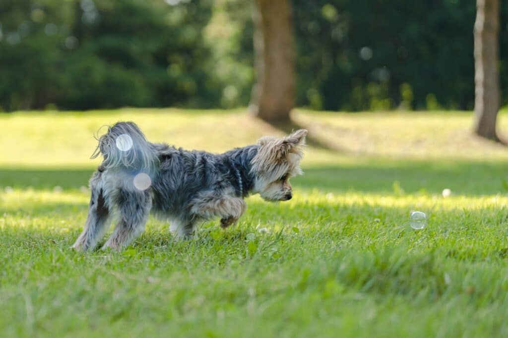 a dog running in a grassy area